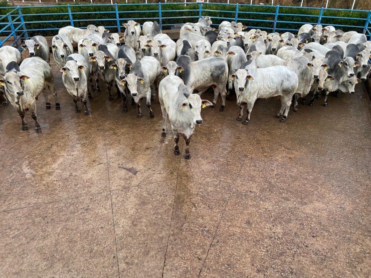 Goiás confirma protagonismo no Circuito Nelore de Qualidade