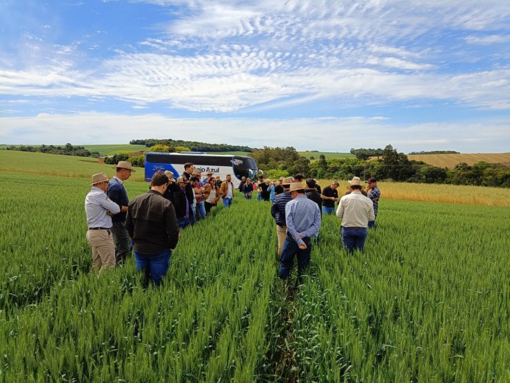 Indústria aposta em qualidade do trigo gaúcho para a safra 2025