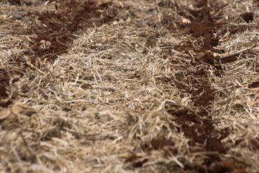 Paraná intensifica pesquisa para proteger agricultura do clima extremo