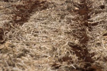 Paraná intensifica pesquisa para proteger agricultura do clima extremo