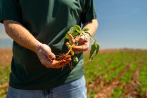 Plantio de soja se estende e irregularidade das chuvas preocupa produtores em todo o Mato Grosso