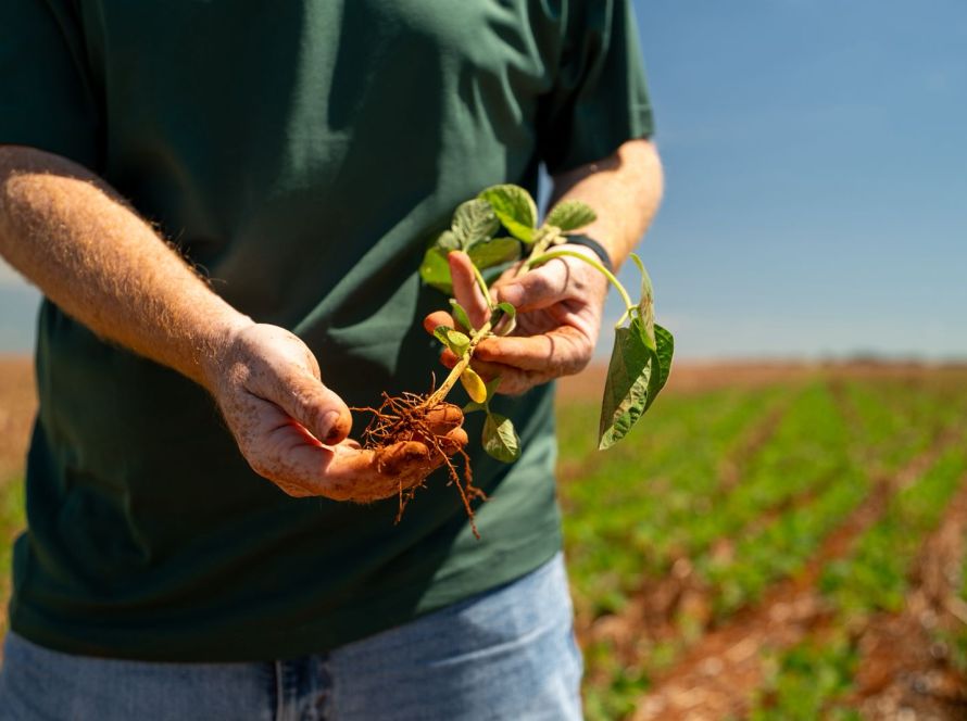 Plantio de soja se estende e irregularidade das chuvas preocupa produtores em todo o Mato Grosso
