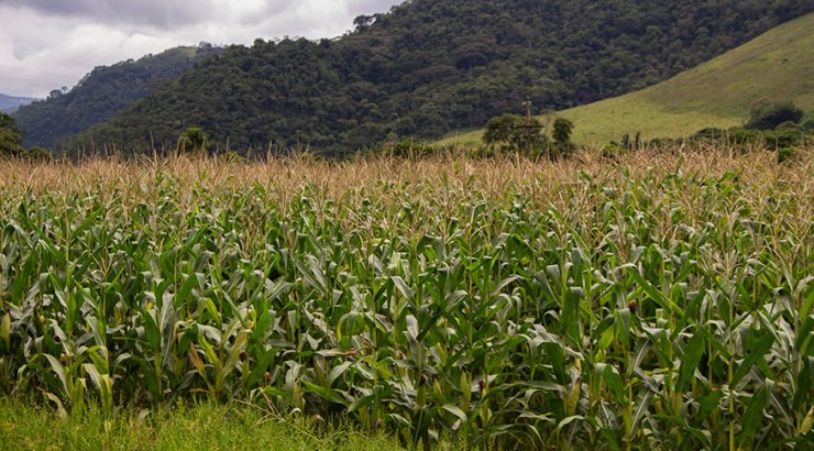 Produtores aumentam área plantada e cresce projeção para safra recorde em 2025