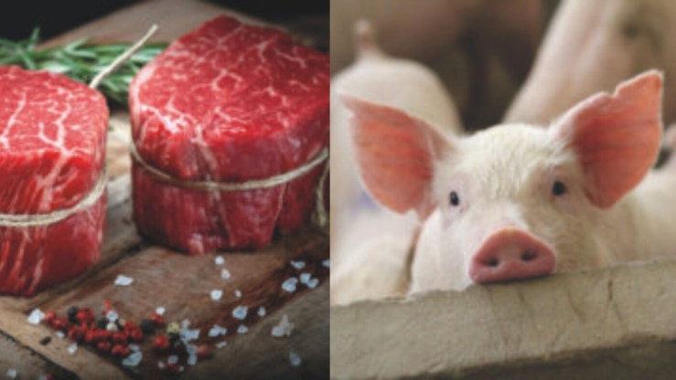 Reprodução de suínos cresce no Paraná e exportações sustentam alta da carne bovina