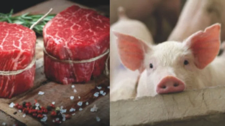 Reprodução de suínos cresce no Paraná e exportações sustentam alta da carne bovina