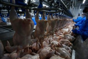 Retomada das exportações de frango para a Malásia terá reflexo positivo no Paraná