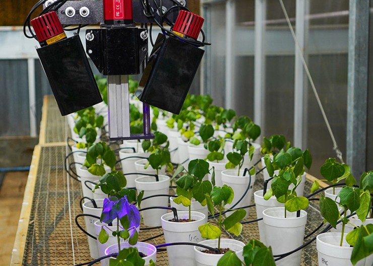 Robô usa luz para diagnóstico precoce de doença em soja