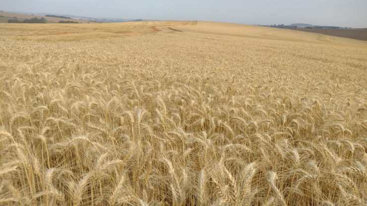 Safra de trigo em SP se destaca pela qualidade e encosta em 100 mil toneladas