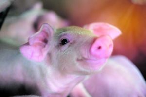 04 dicas para minimizar os impactos das altas temperaturas nos suínos