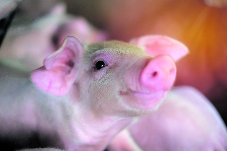 04 dicas para minimizar os impactos das altas temperaturas nos suínos