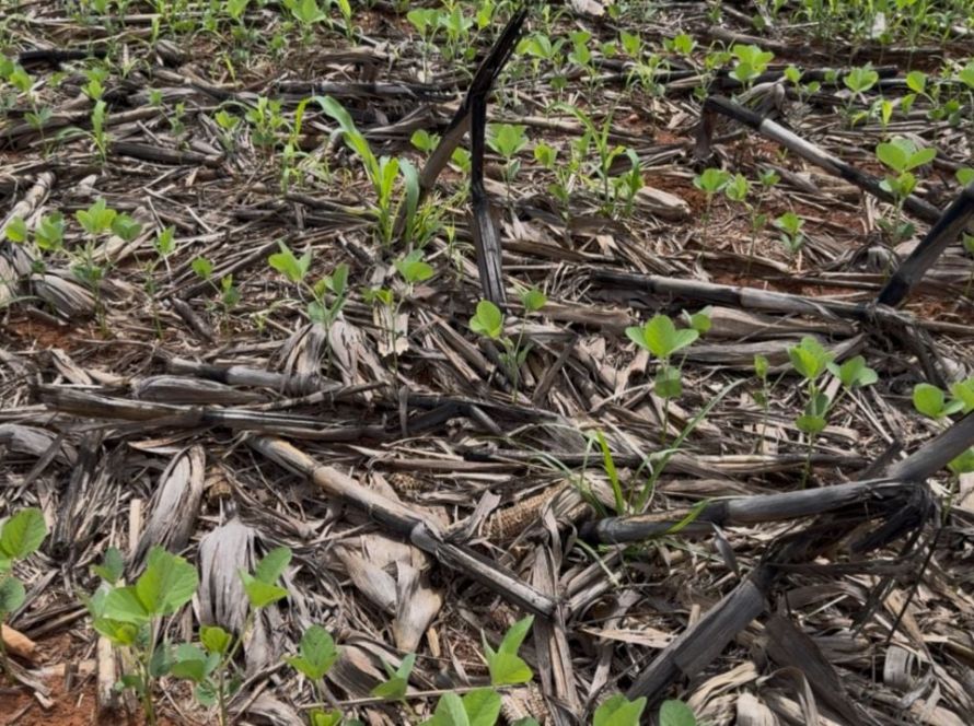 Aprosoja MT alerta o Mapa sobre crise hídrica e riscos à produtividade da safra 2025/26 no estado