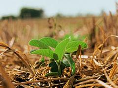 Aprosoja MT destaca práticas agrícolas que favorecem sequestro de carbono e conservação ambiental no campo