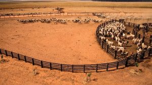 Arroba do boi gordo registra alta de 1,62% em Mato Grosso na última semana, aponta IMEA