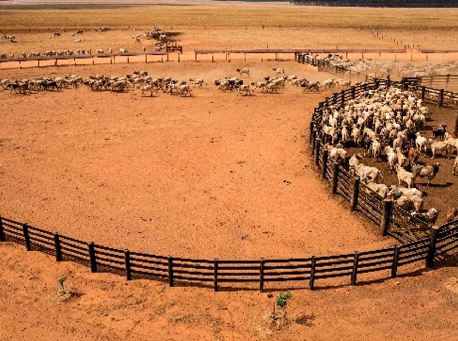 Arroba do boi gordo registra alta de 1,62% em Mato Grosso na última semana, aponta IMEA