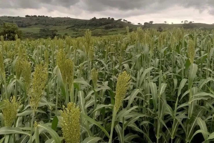 Brasil amplia exportações de sorgo e DDG com novas habilitações para a China