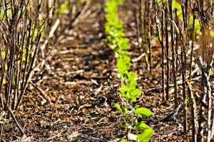 Brasil avança com produção de soja baixo carbono e sistemas de produção mais resilientes às mudanças climáticas