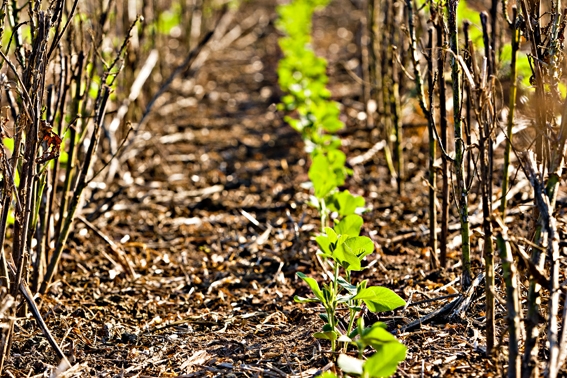 Brasil avança com produção de soja baixo carbono e sistemas de produção mais resilientes às mudanças climáticas