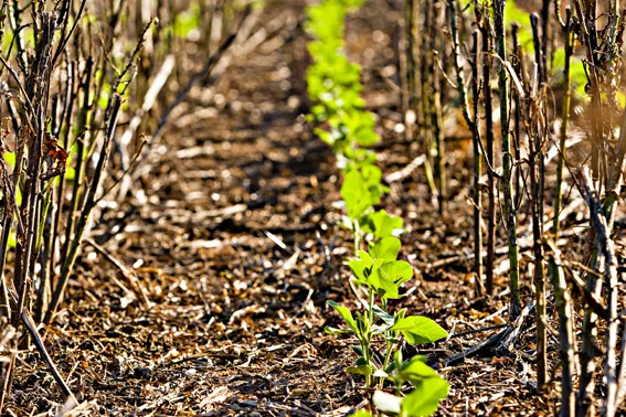 Brasil avança com produção de soja baixo carbono e sistemas de produção mais resilientes às mudanças climáticas