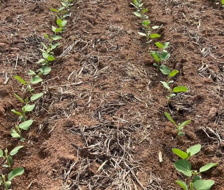 Clima favorável acelera plantio de soja entre outubro e novembro em Mato Grosso do Sul