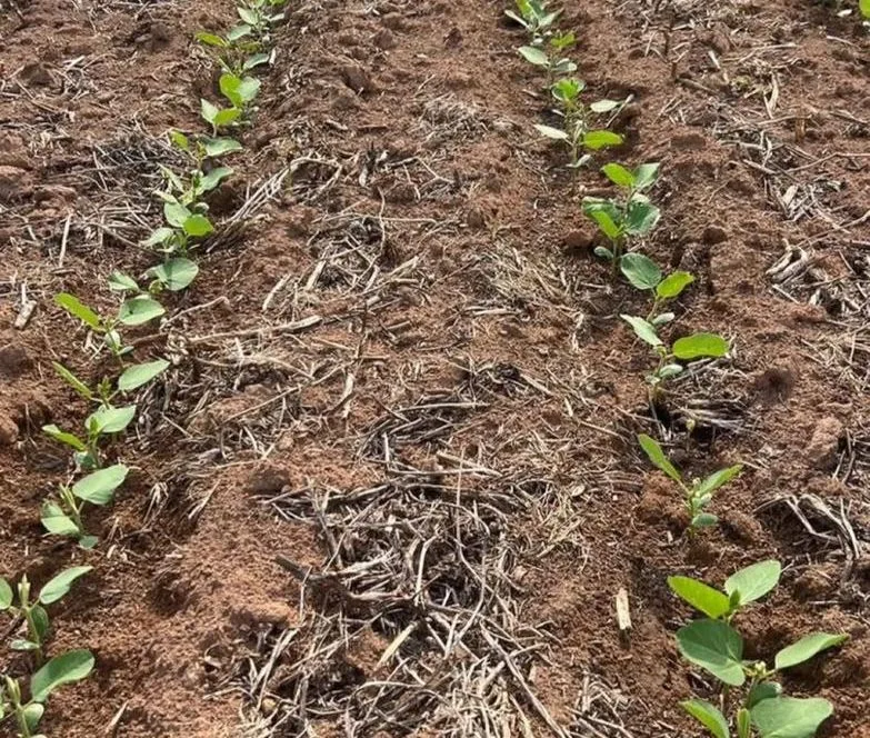 Clima favorável acelera plantio de soja entre outubro e novembro em Mato Grosso do Sul