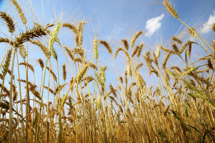 Clima firme melhora perspectivas para o trigo no Sul