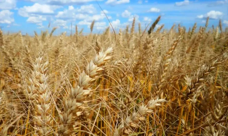 Colheita pressiona e preço do trigo fica abaixo do mínimo em várias regiões