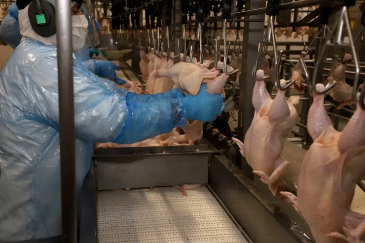 Com liberação da China, Paraná reforça liderança nas exportações de carne de frango