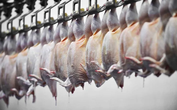 Com reabertura da China, exportações de carne de frango retomam perspectivas de crescimento para 2025