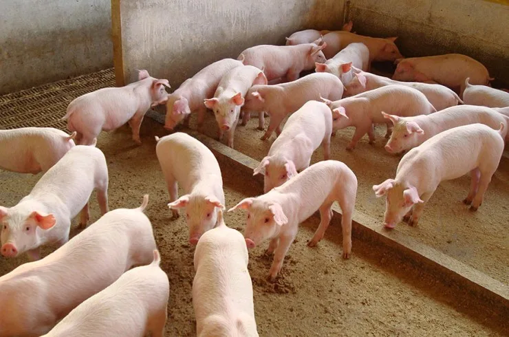 Demanda aquecida e alta nas exportações elevam preços do suíno no Brasil