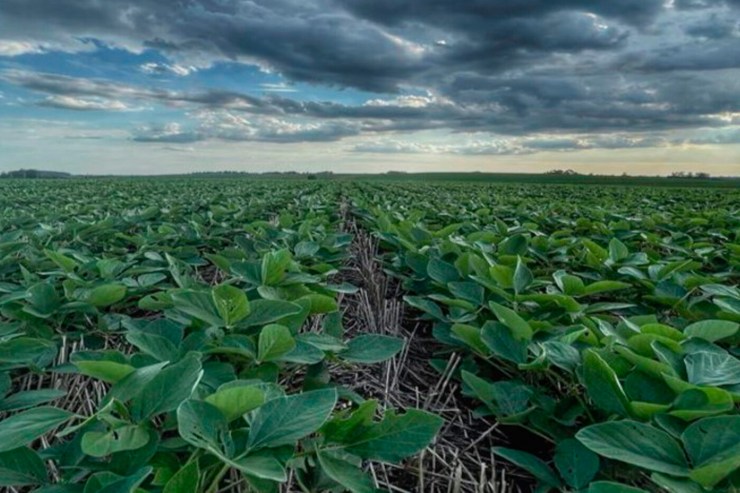 Irregularidade das chuvas e calor acima da média desafiam início da safra de soja 2025/26