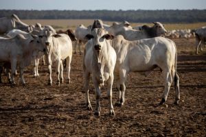 Mato Grosso institui Passaporte Verde e eleva padrão socioambiental da pecuária