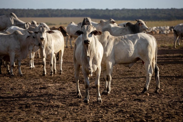 Mato Grosso institui Passaporte Verde e eleva padrão socioambiental da pecuária