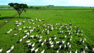 Mato Grosso muda percepção do mundo e mostra que produz carne de qualidade e sustentável