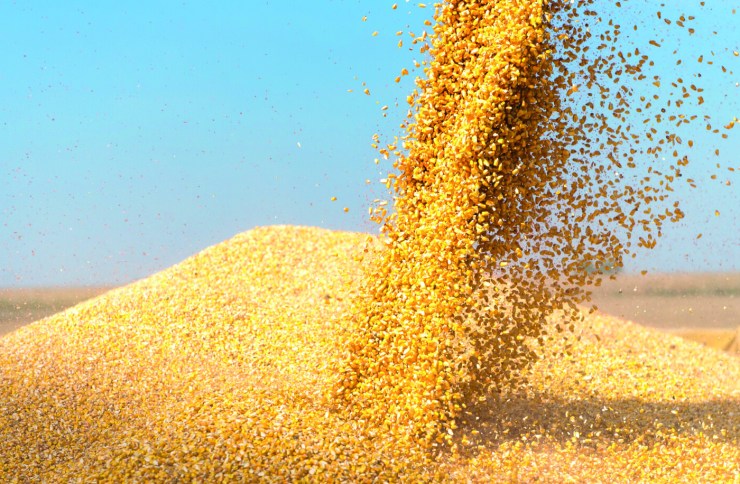 Mercado global de grãos enfrenta excesso de oferta e pressiona preços de milho e trigo
