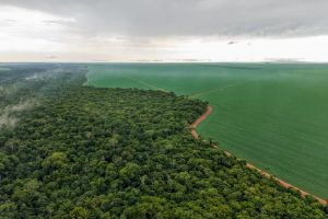 Plantio direto minimiza impactos da falta de chuva nas lavouras do oeste de Mato Grosso