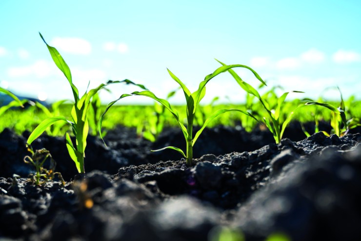 Santa Catarina mantém 93% das lavouras de milho em boa condição no início da safra