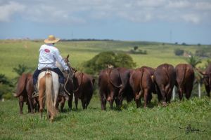 Santa Gertrudis expande território no MT e se firma no coração da pecuária brasileira