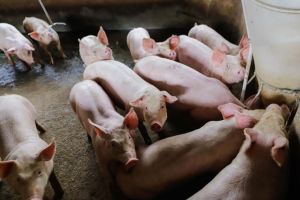 Suinocultura deve fechar o ano com margens positivas e exportações firmes