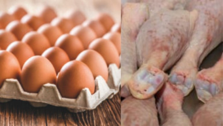 União Europeia reabre pre-listing e libera avanço das exportações de aves e ovos do Brasil