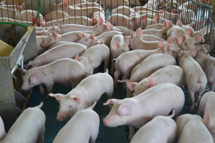 Abate de suínos acelera no 3º trimestre com apoio das exportações