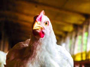 Avicultura entra em 2026 com cenário favorável e exportações retomadas