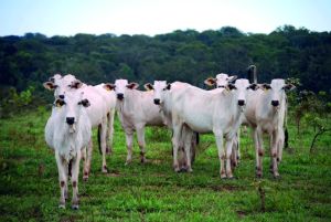 Bovinos puxam alta no VBP do Acre e concentram mais de 70% da renda do campo