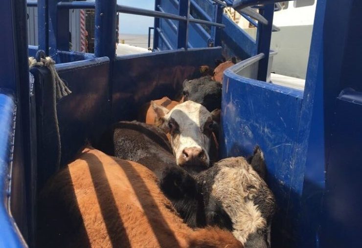 Brasil bate recorde de exportação de bovinos vivos e reacende debate sobre impactos da atividade
