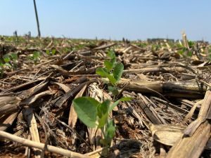 Clima atrasa plantio da soja em Goiás e pode mudar perfil da safra 2025/26