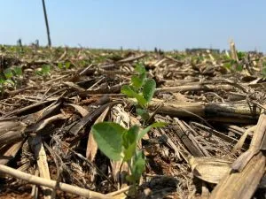 Clima atrasa plantio da soja em Goiás e pode mudar perfil da safra 2025/26