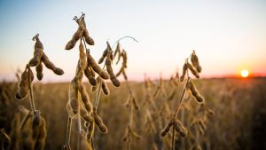 Clima irregular antecipa pragas e pressiona a safra de soja no leste de MT