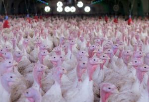 Exportações de carne de peru do Paraná crescem em 2025