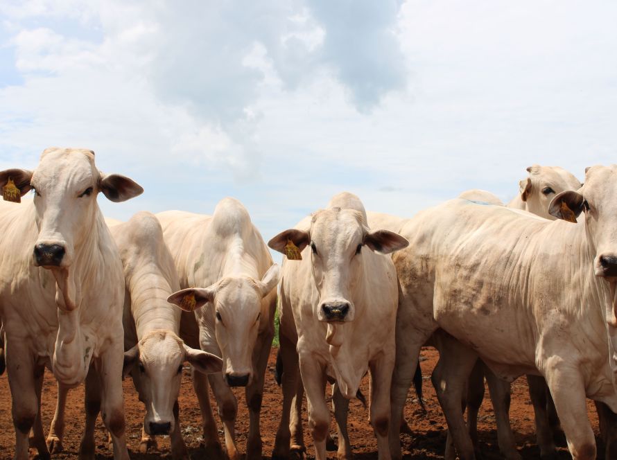 Governador de Mato Grosso sanciona política de sustentabilidade da pecuária