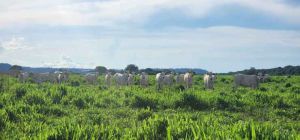 Imac leva campanha tira-dúvidas sobre regeneração de áreas degradadas à região Leste de Mato Grosso