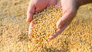 Imea aponta que sistema financeiro lidera fontes de financiamento para produção de soja em MT